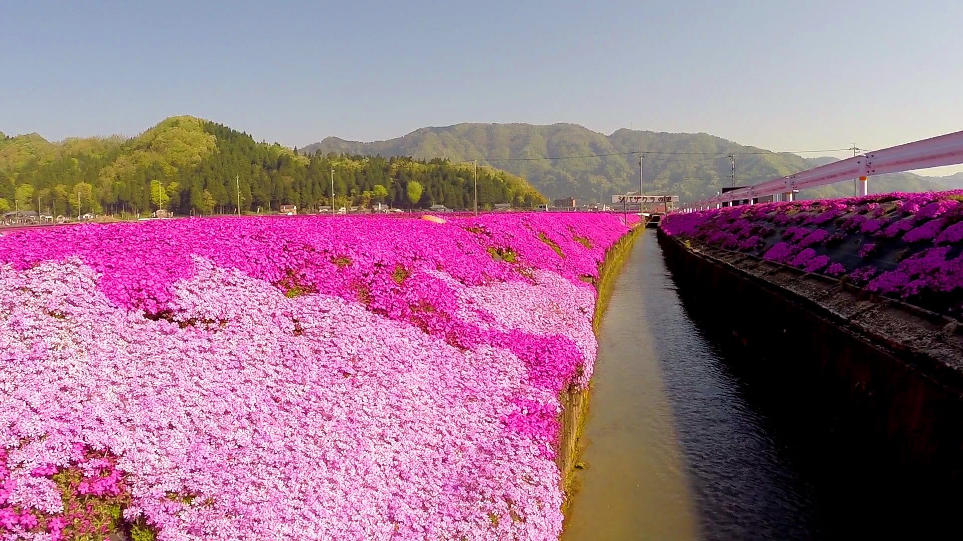 Người đàn ông Nhật Bản dành trọn tình yêu để trồng đồi hoa trước nhà suốt 4 năm để tặng vợ mù lòa - Ảnh 21.
