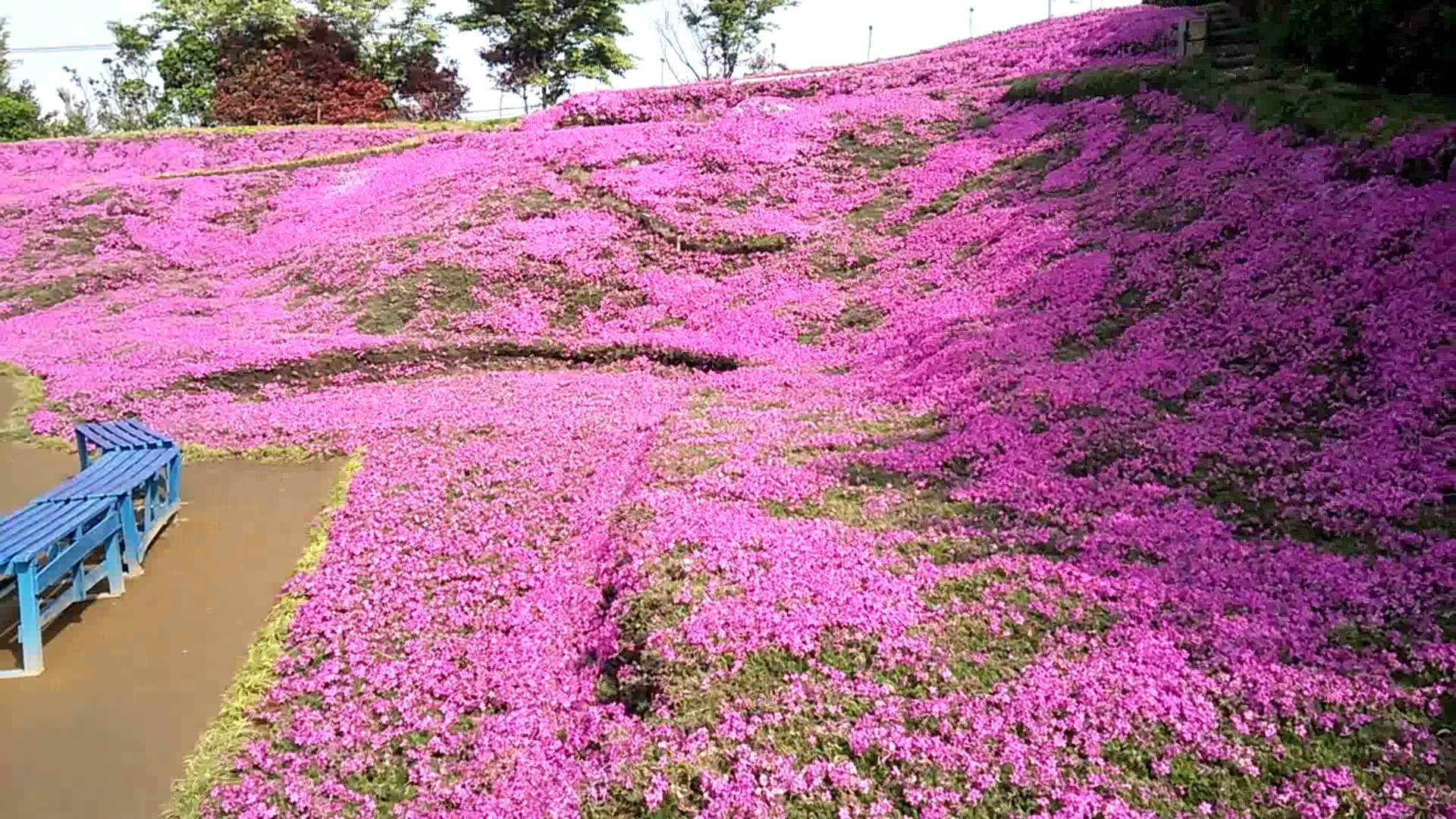 Người đàn ông Nhật Bản dành trọn tình yêu để trồng đồi hoa trước nhà suốt 4 năm để tặng vợ mù lòa - Ảnh 20.