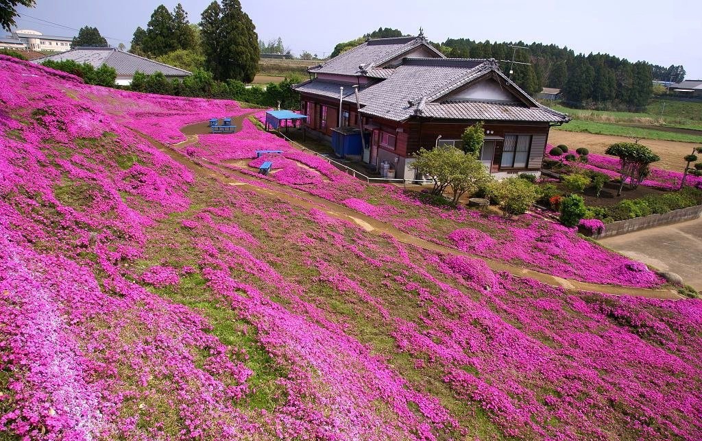 Người đàn ông Nhật Bản dành trọn tình yêu để trồng đồi hoa trước nhà suốt 4 năm để tặng vợ mù lòa - Ảnh 4.