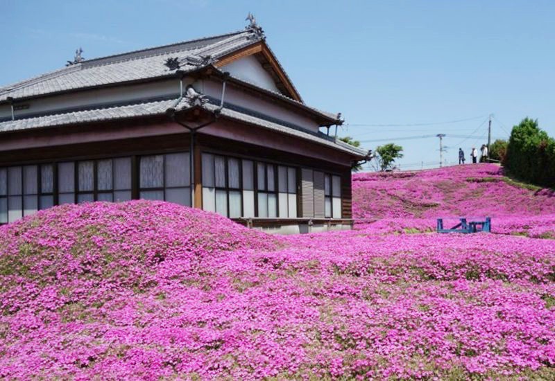 Người đàn ông Nhật Bản dành trọn tình yêu để trồng đồi hoa trước nhà suốt 4 năm để tặng vợ mù lòa - Ảnh 3.