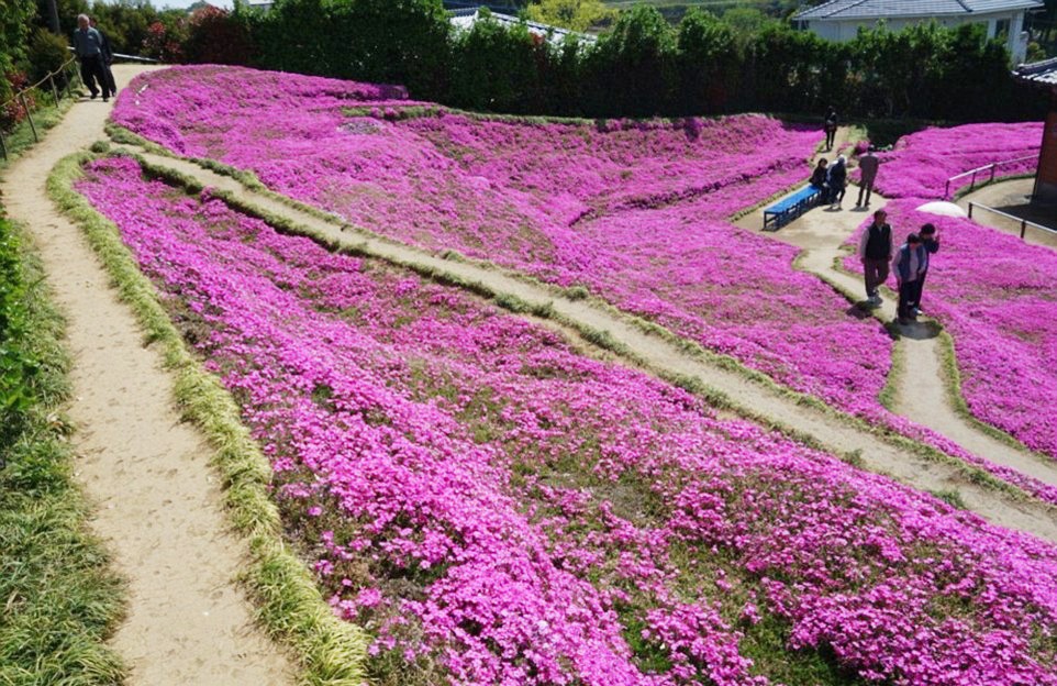Người đàn ông Nhật Bản dành trọn tình yêu để trồng đồi hoa trước nhà suốt 4 năm để tặng vợ mù lòa - Ảnh 18.