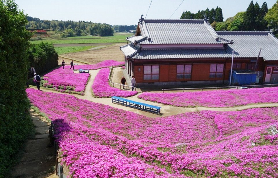 Người đàn ông Nhật Bản dành trọn tình yêu để trồng đồi hoa trước nhà suốt 4 năm để tặng vợ mù lòa - Ảnh 1.
