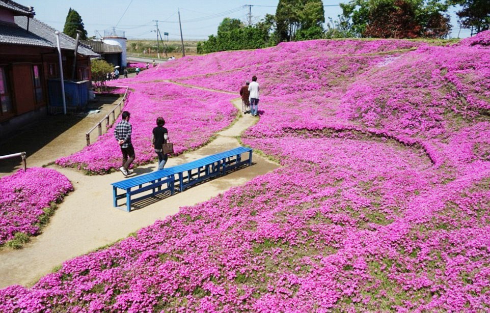 Người đàn ông Nhật Bản dành trọn tình yêu để trồng đồi hoa trước nhà suốt 4 năm để tặng vợ mù lòa - Ảnh 16.