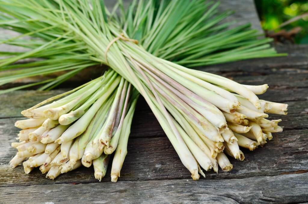 lemongrass-1024x679-1531987729438451089623.jpeg