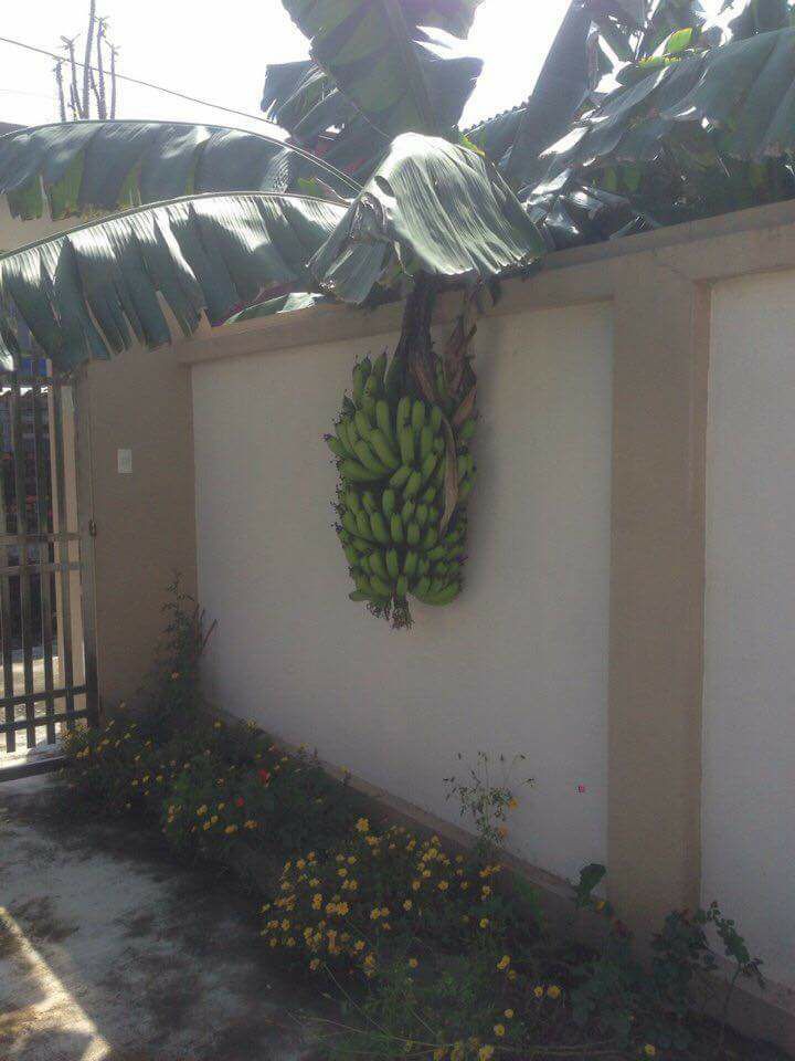 Chết cười với những thảm họa tr&aacute;i c&acirc;y gốc nh&agrave; m&igrave;nh, quả lại mời h&agrave;ng x&oacute;m xơi khiến khổ chủ phải đ&oacute;ng vai người ph&aacute;n xử - Ảnh 1.