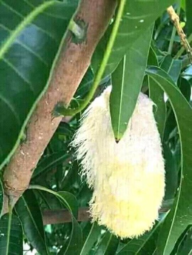 Chết cười với những thảm họa tr&aacute;i c&acirc;y gốc nh&agrave; m&igrave;nh, quả lại mời h&agrave;ng x&oacute;m xơi khiến khổ chủ phải đ&oacute;ng vai người ph&aacute;n xử - Ảnh 14.