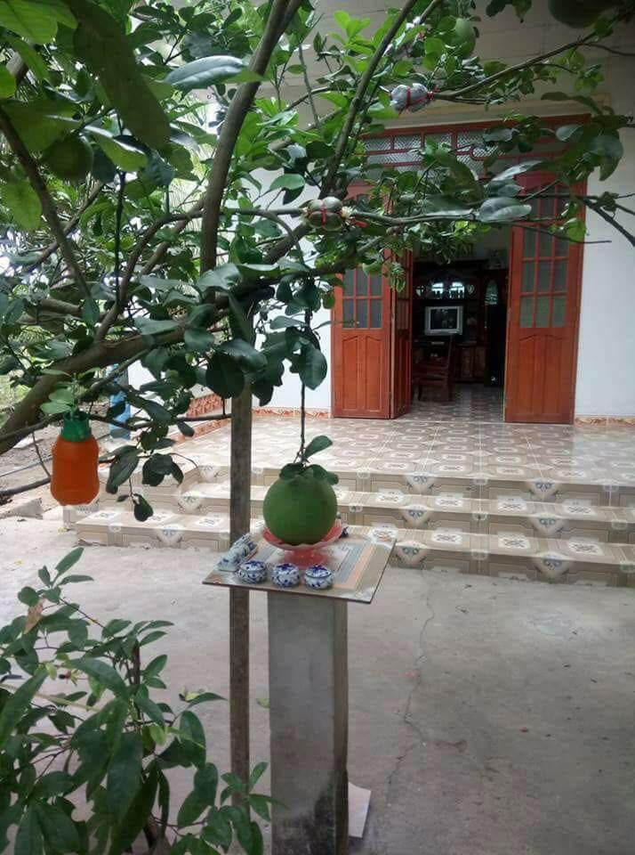 Chết cười với những thảm họa tr&aacute;i c&acirc;y gốc nh&agrave; m&igrave;nh, quả lại mời h&agrave;ng x&oacute;m xơi khiến khổ chủ phải đ&oacute;ng vai người ph&aacute;n xử - Ảnh 4.