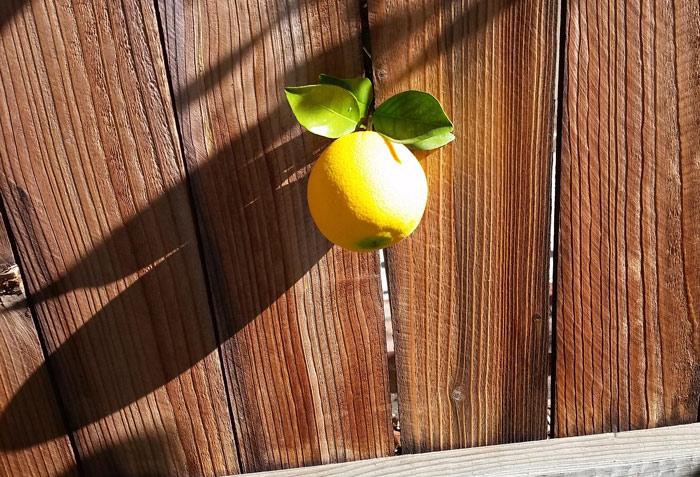 Chết cười với những thảm họa tr&aacute;i c&acirc;y gốc nh&agrave; m&igrave;nh, quả lại mời h&agrave;ng x&oacute;m xơi khiến khổ chủ phải đ&oacute;ng vai người ph&aacute;n xử - Ảnh 5.