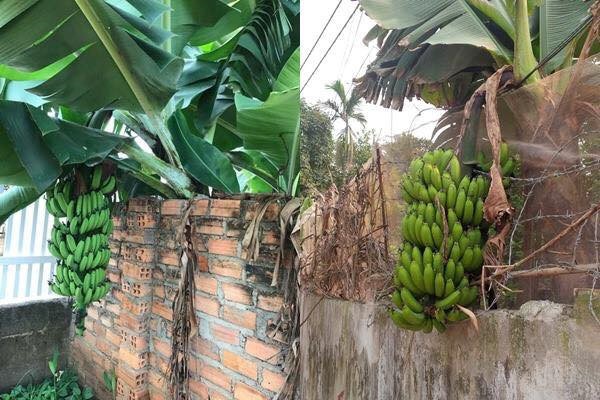 Chết cười với những thảm họa tr&aacute;i c&acirc;y gốc nh&agrave; m&igrave;nh, quả lại mời h&agrave;ng x&oacute;m xơi khiến khổ chủ phải đ&oacute;ng vai người ph&aacute;n xử - Ảnh 8.