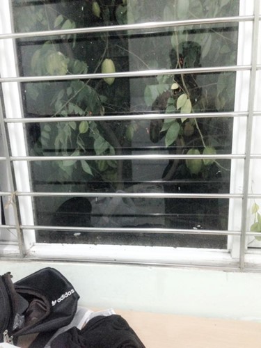 Chết cười với những thảm họa tr&aacute;i c&acirc;y gốc nh&agrave; m&igrave;nh, quả lại mời h&agrave;ng x&oacute;m xơi khiến khổ chủ phải đ&oacute;ng vai người ph&aacute;n xử - Ảnh 11.