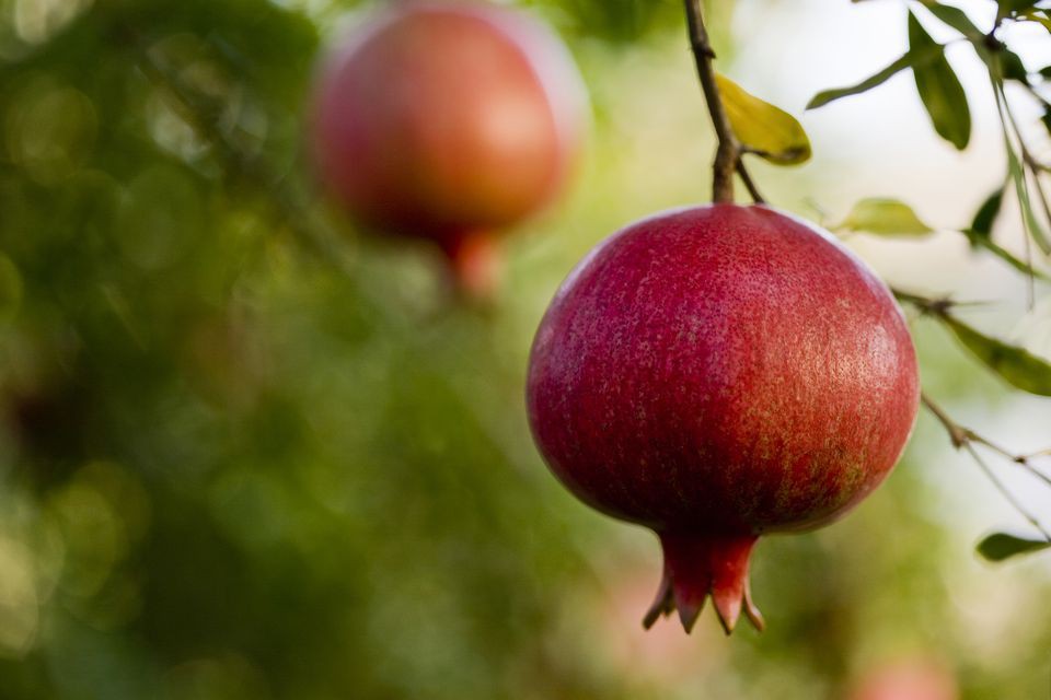 usa-california-san-benito-county-ripe-pomegranates-on-tree-159237544-594ab22d5f9b58d58a2de6b0-1532717516191908633652.jpg