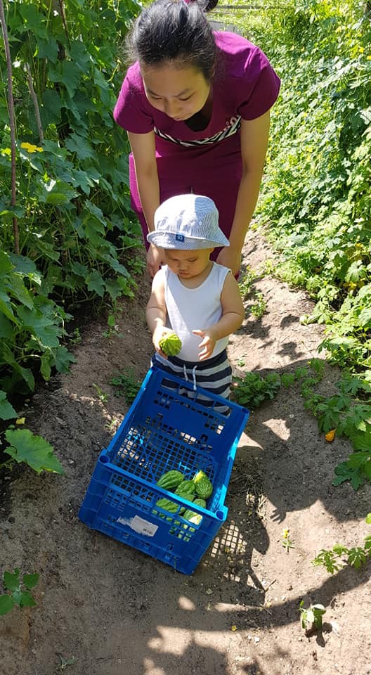 Choáng ngợp trước vườn rau sạch rộng 600m² với đủ rau trái Việt của bà mẹ trẻ ở nước ngoài 1