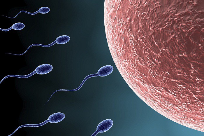 Tận mắt xem cuộc đua của hàng triệu tinh trùng gặp trứng và sự phát triển của thai nhi trong bụng mẹ - Ảnh 2.