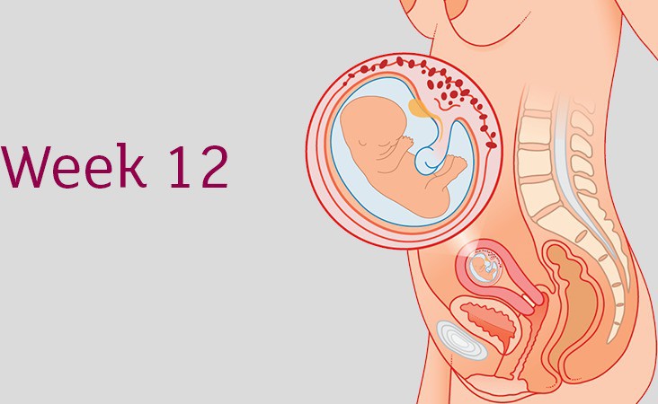Tận mắt xem cuộc đua của hàng triệu tinh trùng gặp trứng và sự phát triển của thai nhi trong bụng mẹ - Ảnh 3.