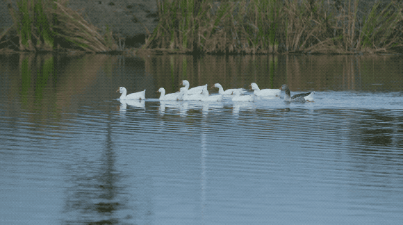 Ông bố trẻ vì gia đình, bỏ cuộc sống phiêu du về quê thuê trang trại 166 nghìn m² trồng rau, thả cá - Ảnh 5.
