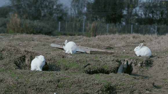 Ông bố trẻ vì gia đình, bỏ cuộc sống phiêu du về quê thuê trang trại 166 nghìn m² trồng rau, thả cá - Ảnh 4.