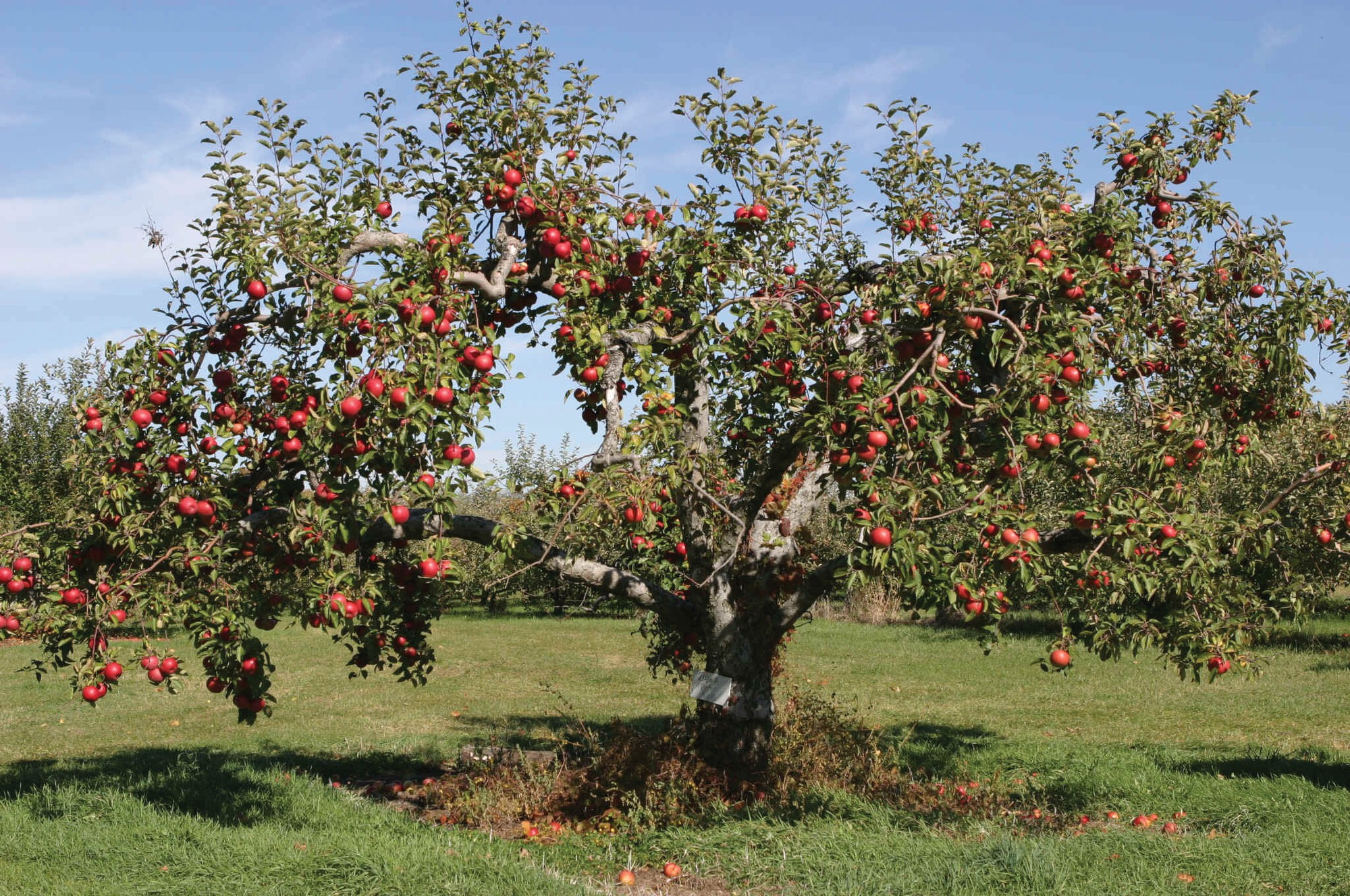 Ghé thăm vườn táo gần 300 tuổi đẹp như ở xứ sở thiên đường - Ảnh 10.