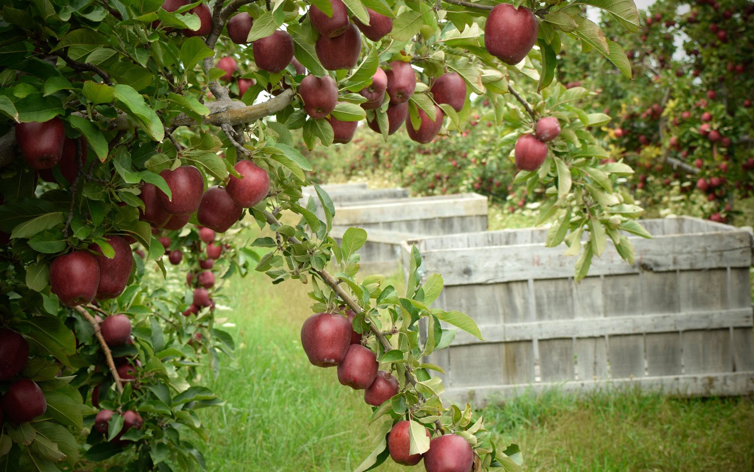 Ghé thăm vườn táo gần 300 tuổi đẹp như ở xứ sở thiên đường - Ảnh 12.