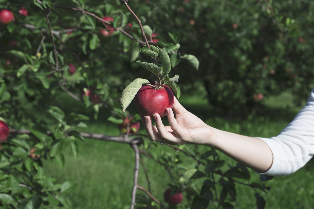 Ghé thăm vườn táo gần 300 tuổi đẹp như ở xứ sở thiên đường - Ảnh 11.
