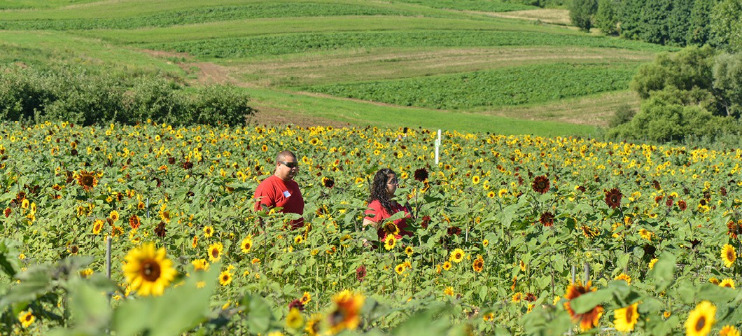 sunflower2-1530937169805394008639.jpg