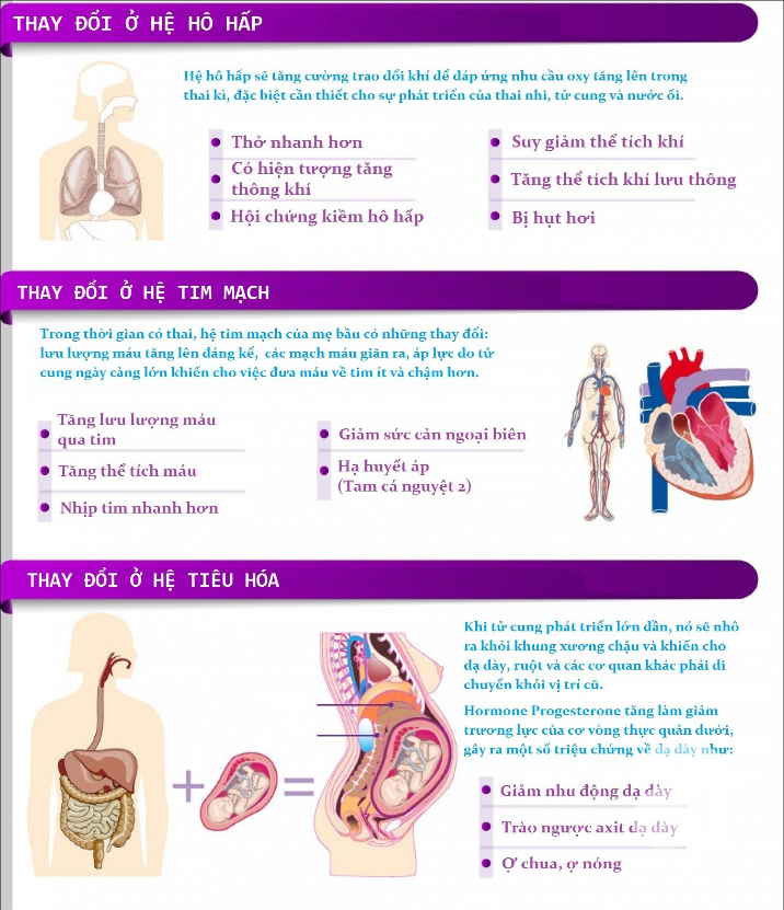Thật kh&oacute; tin, nhưng những thứ n&agrave;y trong cơ thể mẹ bầu cũng bị dịch chuyển khi mang thai - Ảnh 2.