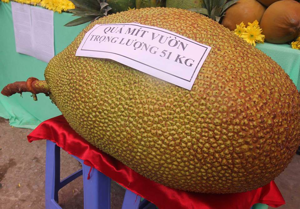 Cứ tưởng m&iacute;t 18kg l&agrave; hiếm c&oacute;, ch&agrave;ng trai ng&atilde; ngửa khi d&acirc;n mạng khoe loạt ảnh m&iacute;t khổng lồ, c&oacute; quả l&ecirc;n đến nửa tạ - Ảnh 3.