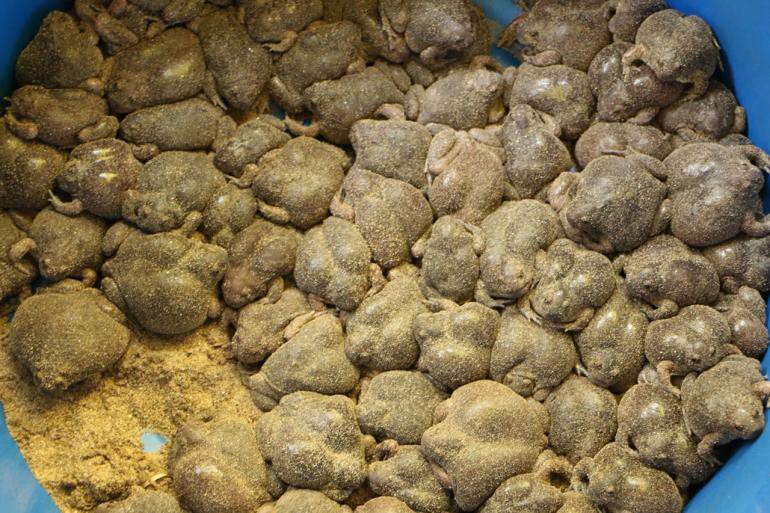 Ếch òn nguyên con - món ăn khiến nhiều người khiếp vía khi vừa nhìn thấy này lại là đặc sản ở Việt Nam và cả Thái Lan - Ảnh 3. Ếch òn nguyên con - món ăn khiến nhiều người khiếp vía khi vừa nhìn thấy này lại là đặc sản ở Việt Nam và cả Thái Lan - Ảnh 3.