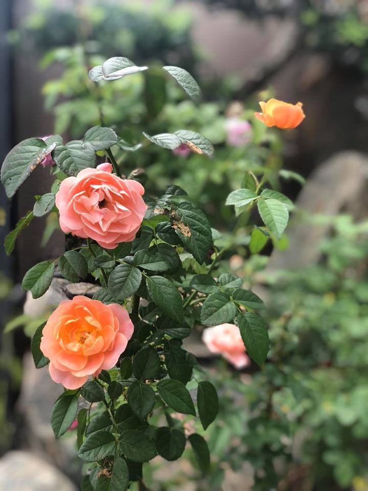 Ca sĩ Cao Thái Sơn sở hữu biệt thự ven hồ có giá triệu đô, đẹp lãng mạn giữa lòng Sài Gòn - Ảnh 11. Ca sĩ Cao Thái Sơn sở hữu biệt thự ven hồ có giá triệu đô, đẹp lãng mạn giữa lòng Sài Gòn - Ảnh 11.