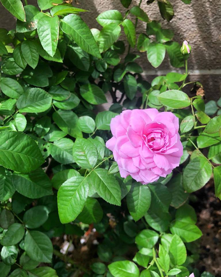 Ca sĩ Cao Thái Sơn sở hữu biệt thự ven hồ có giá triệu đô, đẹp lãng mạn giữa lòng Sài Gòn - Ảnh 10. Ca sĩ Cao Thái Sơn sở hữu biệt thự ven hồ có giá triệu đô, đẹp lãng mạn giữa lòng Sài Gòn - Ảnh 10.