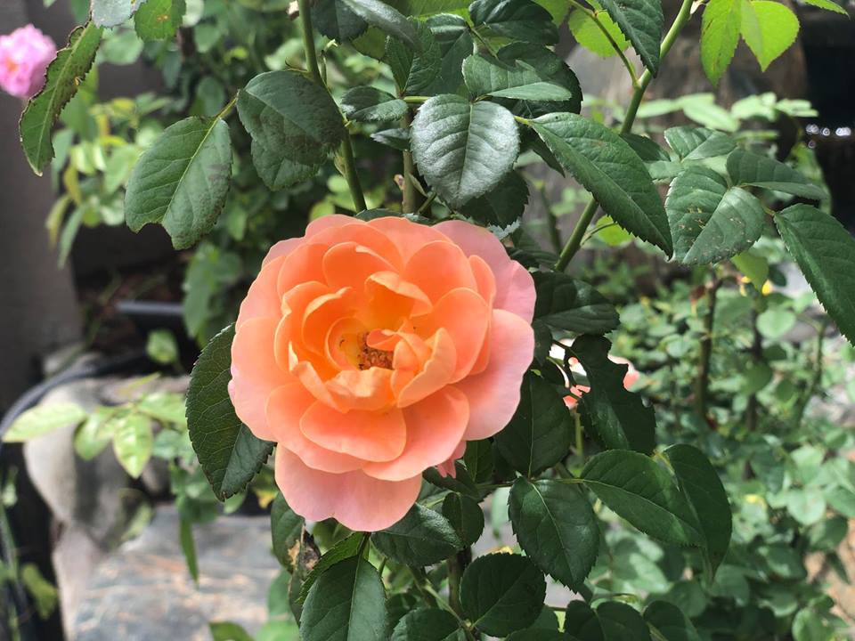 Ca sĩ Cao Thái Sơn sở hữu biệt thự ven hồ có giá triệu đô, đẹp lãng mạn giữa lòng Sài Gòn - Ảnh 9. Ca sĩ Cao Thái Sơn sở hữu biệt thự ven hồ có giá triệu đô, đẹp lãng mạn giữa lòng Sài Gòn - Ảnh 9.