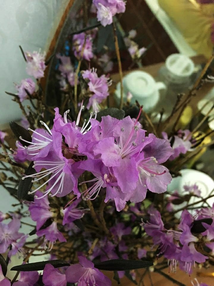 Chuyên gia lý giải sự thật về hoa đỗ quyên ngủ đông mà chị em đang sốt xình xịch mua để sắm Tết - Ảnh 3. Chuyên gia lý giải sự thật về hoa đỗ quyên ngủ đông mà chị em đang sốt xình xịch mua để sắm Tết - Ảnh 3.