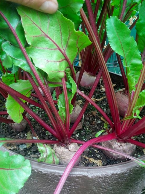 5 loại rau củ tuyệt vời vừa là thức ăn vừa là thảo dược nên trồng trong vườn nhà - Ảnh 3.