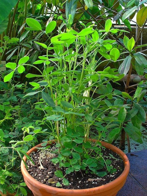 5 loại rau củ tuyệt vời vừa là thức ăn vừa là thảo dược nên trồng trong vườn nhà - Ảnh 4.