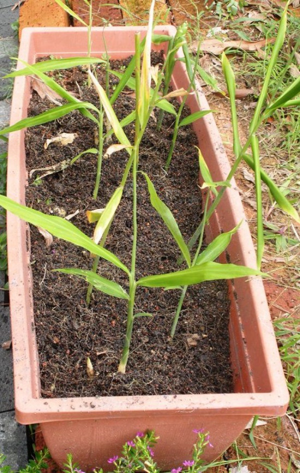 5 loại rau củ tuyệt vời vừa là thức ăn vừa là thảo dược nên trồng trong vườn nhà - Ảnh 5.