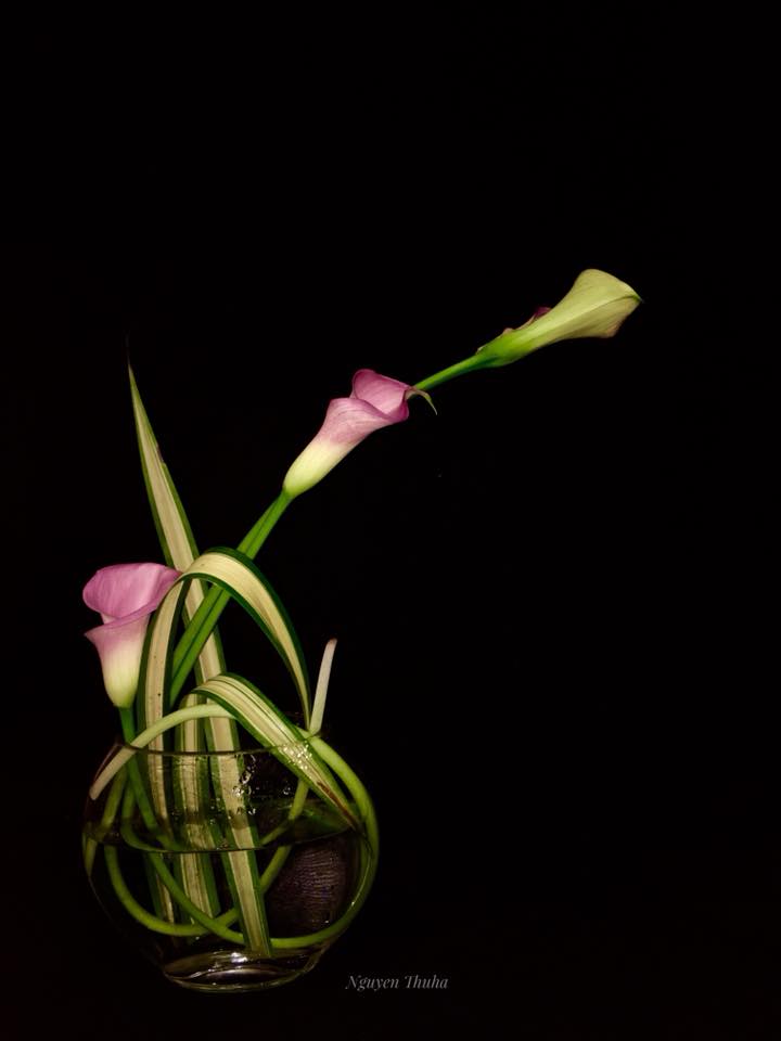 Không gian sống đẹp kiêu sa khi được trang trí với loài hoa rum đỏng đảnh - Ảnh 8. Không gian sống đẹp kiêu sa khi được trang trí với loài hoa rum đỏng đảnh - Ảnh 8.