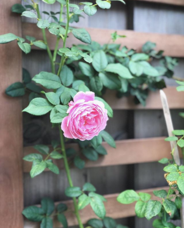 Góc vườn đẹp nên thơ và bí quyết trồng hồng nở rực rỡ của người đẹp Tăng Thanh Hà - Ảnh 5.