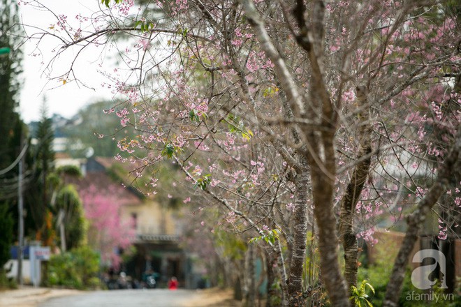 Đà Lạt đẹp như bản tình ca trong mùa mai anh đào nở rộ - Ảnh 11.