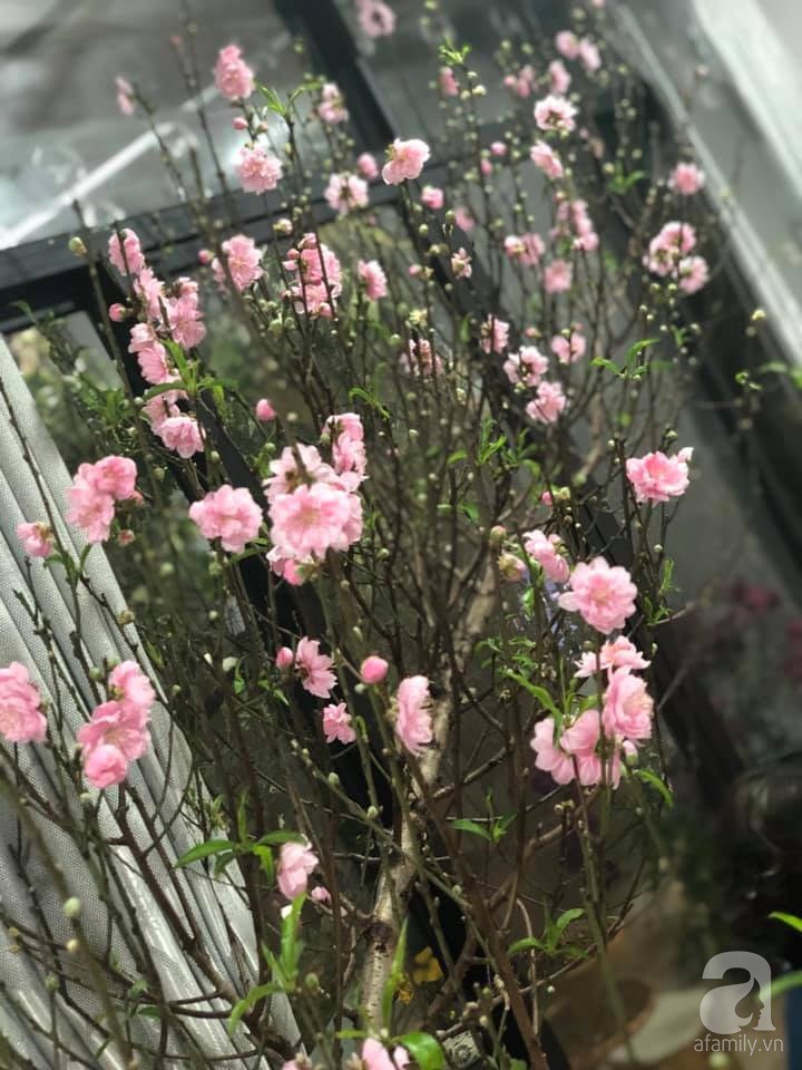 Muôn kiểu chị em cắm đào trang trí nhà: Thấy đào là thấy Tết - Ảnh 2. Muôn kiểu chị em cắm đào trang trí nhà: Thấy đào là thấy Tết - Ảnh 2.