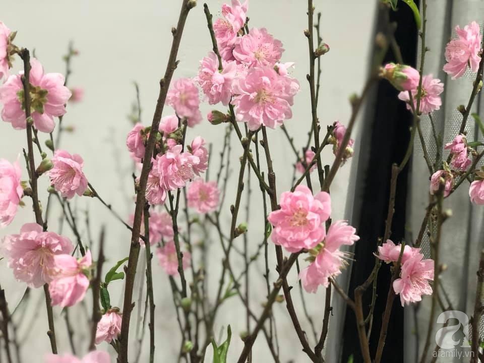 Muôn kiểu chị em cắm đào trang trí nhà: Thấy đào là thấy Tết - Ảnh 1. Muôn kiểu chị em cắm đào trang trí nhà: Thấy đào là thấy Tết - Ảnh 1.