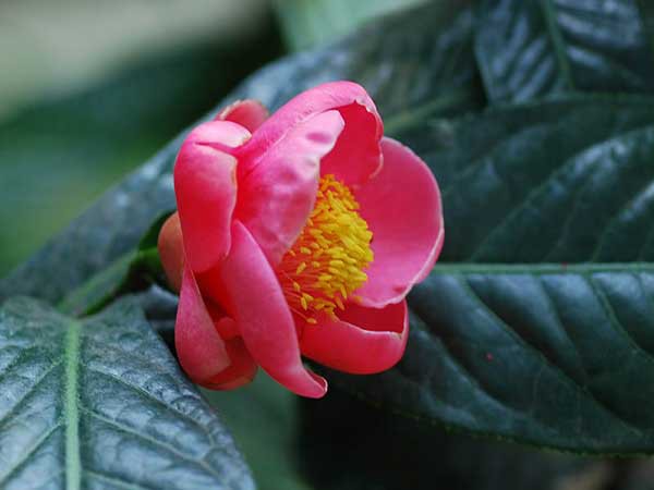 hoa-hai-duong--154840570643750824555.jpg