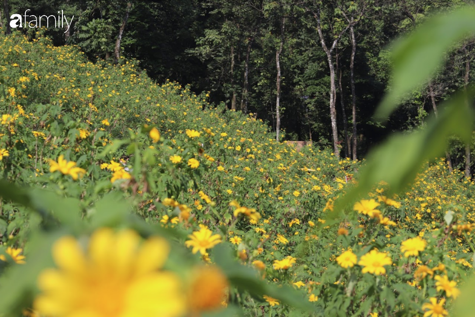 Đông vẫn chưa rét, nhanh chân đến Ba Vì ngắm rừng thông, check in cùng hoa dã quỳ đẹp như cổ tích - Ảnh 3. Đông vẫn chưa rét, nhanh chân đến Ba Vì ngắm rừng thông, check in cùng hoa dã quỳ đẹp như cổ tích - Ảnh 3.