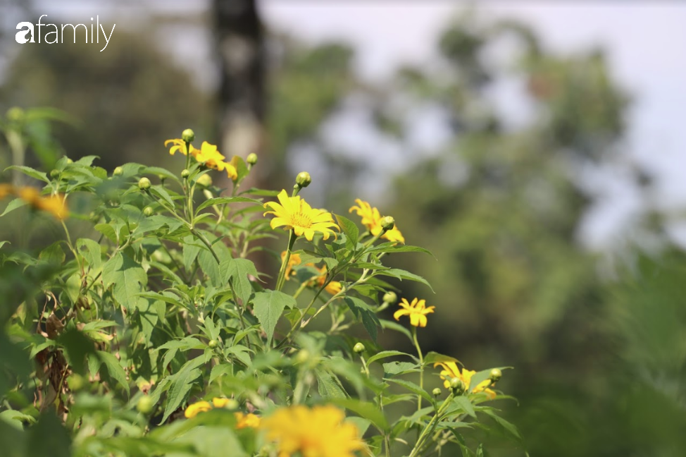 Đông vẫn chưa rét, nhanh chân đến Ba Vì ngắm rừng thông, check in cùng hoa dã quỳ đẹp như cổ tích - Ảnh 4. Đông vẫn chưa rét, nhanh chân đến Ba Vì ngắm rừng thông, check in cùng hoa dã quỳ đẹp như cổ tích - Ảnh 4.
