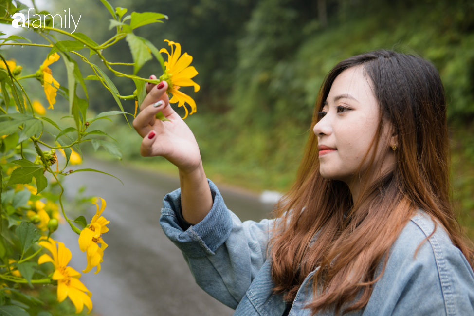 Đông vẫn chưa rét, nhanh chân đến Ba Vì ngắm rừng thông, check in cùng hoa dã quỳ đẹp như cổ tích - Ảnh 5. Đông vẫn chưa rét, nhanh chân đến Ba Vì ngắm rừng thông, check in cùng hoa dã quỳ đẹp như cổ tích - Ảnh 5.