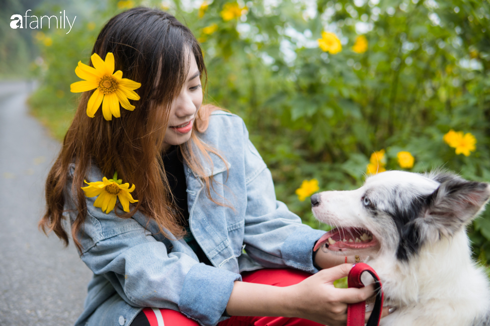 Đông vẫn chưa rét, nhanh chân đến Ba Vì ngắm rừng thông, check in cùng hoa dã quỳ đẹp như cổ tích - Ảnh 7. Đông vẫn chưa rét, nhanh chân đến Ba Vì ngắm rừng thông, check in cùng hoa dã quỳ đẹp như cổ tích - Ảnh 7.