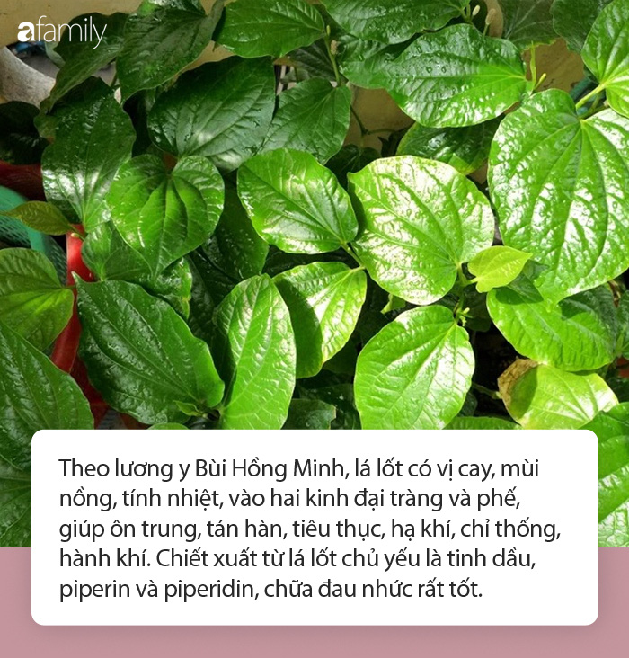 Ăn lá lốt ngon lại chữa đau nhức xương khớp nhưng cần lưu ý điều gì khi ăn? - Ảnh 1. Ăn lá lốt ngon lại chữa đau nhức xương khớp nhưng cần lưu ý điều gì khi ăn? - Ảnh 1.