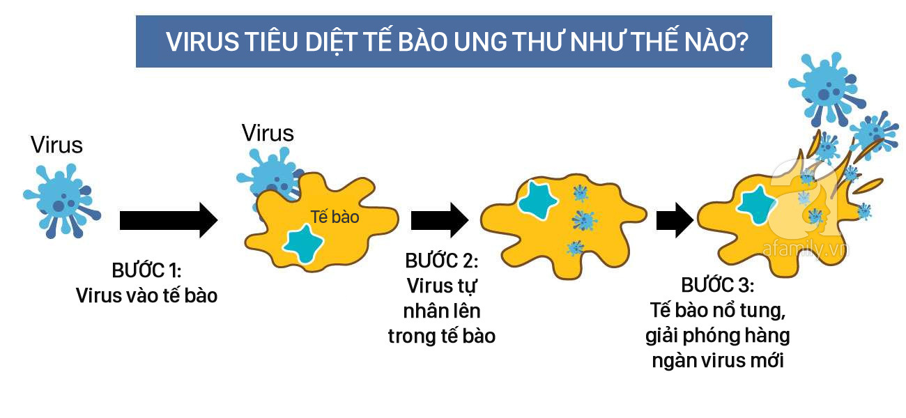 Thử nghiệm trên người bằng cách sử dụng virus để tiêu diệt ung thư - Ảnh 4. Thử nghiệm trên người bằng cách sử dụng virus để tiêu diệt ung thư - Ảnh 4.