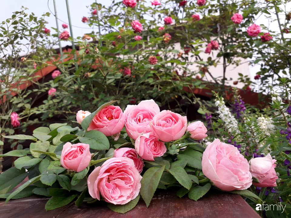 Sân thượng 50m² trồng đủ loại rau sạch và hoa hồng của bà mẹ Hà Nội - Ảnh 35.