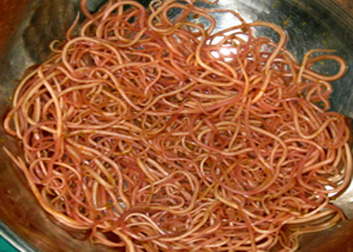 Năm 2019: Thói quen ăn đồ tái sống lên ngôi tạo điều kiện cho giun sán sinh sôi chọc thủng mắt, len vào tim, gan, trườn lên cả não... - Ảnh 3. Năm 2019: Thói quen ăn đồ tái sống lên ngôi tạo điều kiện cho giun sán sinh sôi chọc thủng mắt, len vào tim, gan, trườn lên cả não... - Ảnh 3.