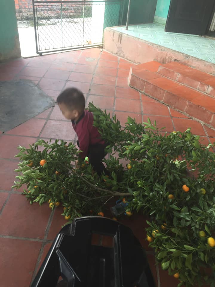 Chuyện bi hài ngày Tết của gia đình có con nhỏ: Bố mẹ hào hứng mua cây quất chơi Tết, con ra sức hái sạch - Ảnh 2. Chuyện bi hài ngày Tết của gia đình có con nhỏ: Bố mẹ hào hứng mua cây quất chơi Tết, con ra sức hái sạch - Ảnh 2.