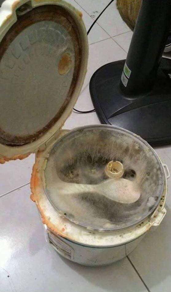 Quay lại ph&ograve;ng trọ sau Tết, d&acirc;n t&igrave;nh kh&oacute;c th&eacute;t v&igrave; bỏ qu&ecirc;n nồi cơm điện l&ecirc;n mốc meo - Ảnh 4.